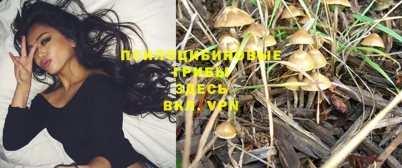 hydra tor  Калтан  Псилоцибиновые грибы Psilocybe  что такое наркотик 